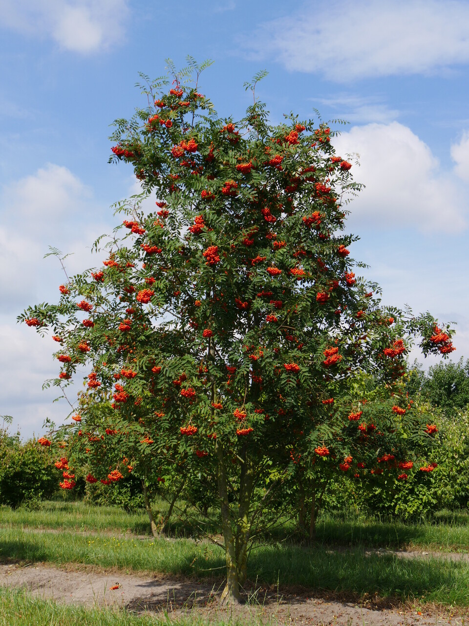 Tips voor bomen en struiken waar vogels gek op zijn.